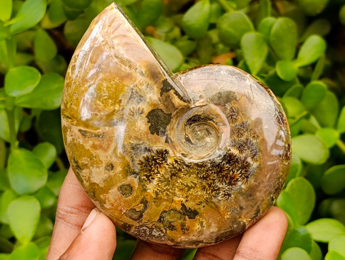 Polished Cleoniceras Red Ammolite Opalized Ammonite Fossils x 2 From Tulear, Madagascar