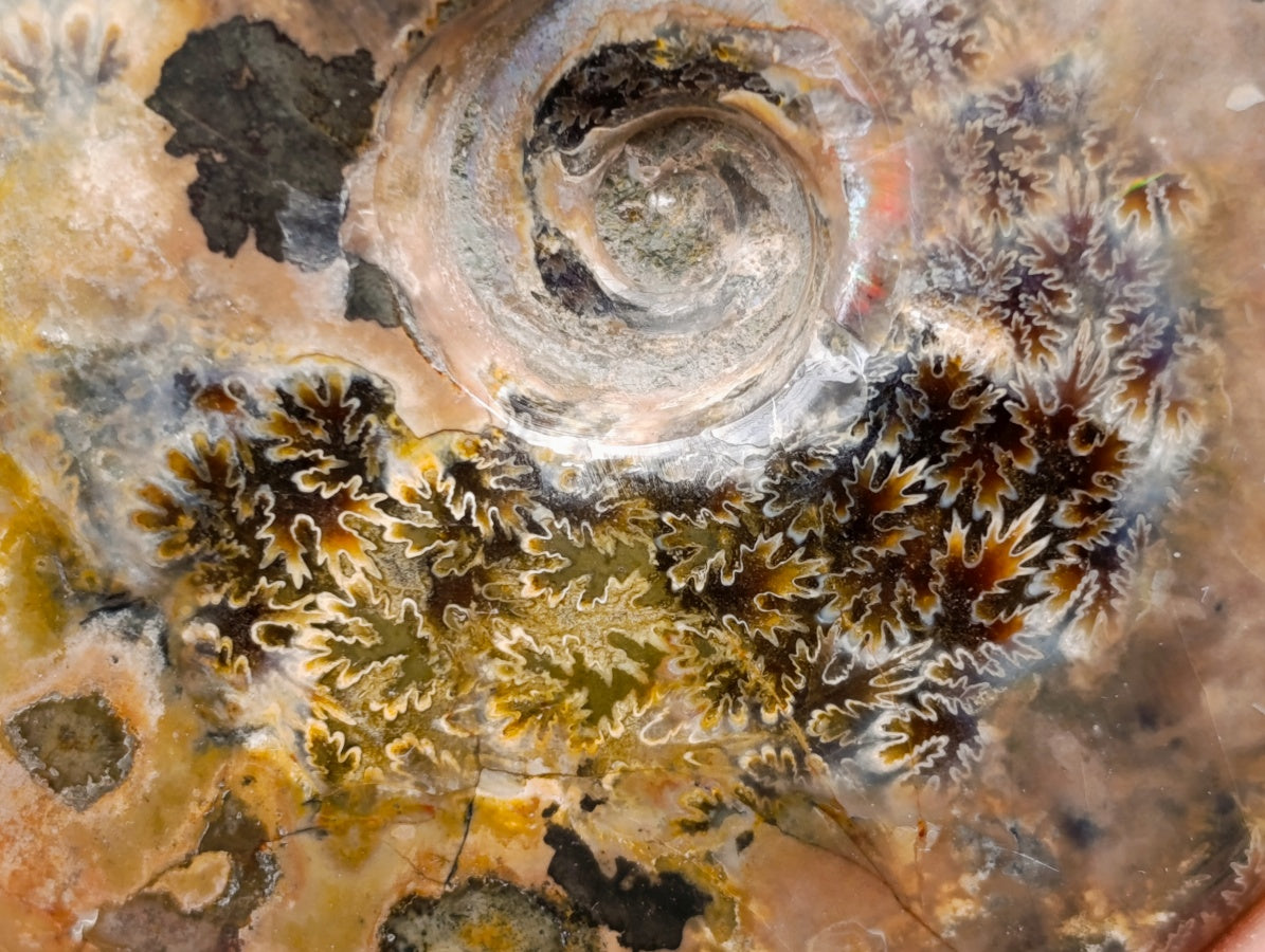 Polished Cleoniceras Red Ammolite Opalized Ammonite Fossils x 2 From Tulear, Madagascar