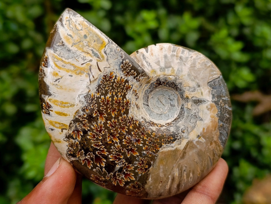 Polished Cleoniceras Red Ammolite Opalized Ammonite Fossils x 2 From Tulear, Madagascar
