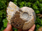 Polished Cleoniceras Red Ammolite Opalized Ammonite Fossils x 2 From Tulear, Madagascar