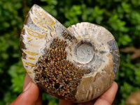 Polished Cleoniceras Red Ammolite Opalized Ammonite Fossils x 2 From Tulear, Madagascar