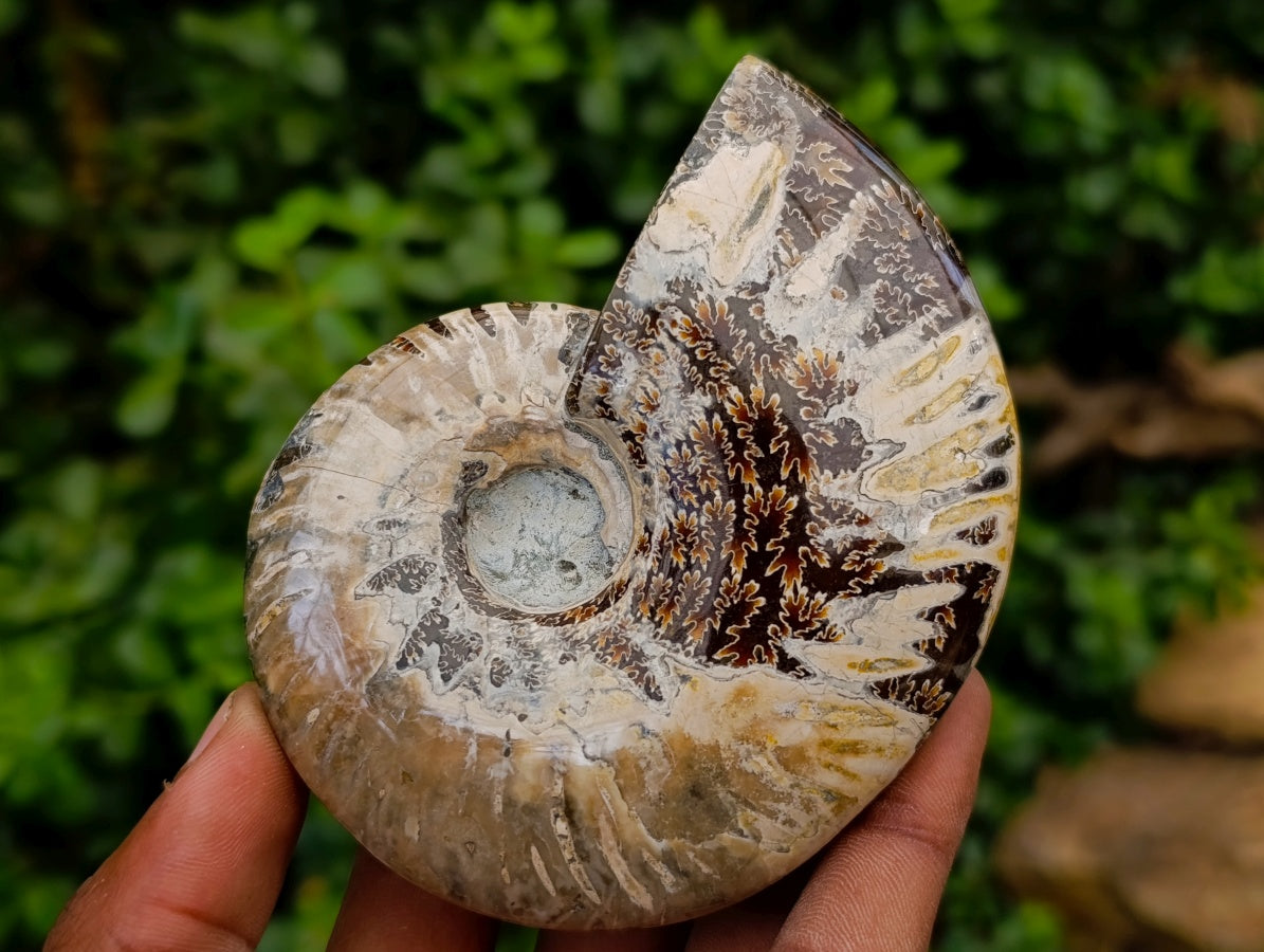 Polished Cleoniceras Red Ammolite Opalized Ammonite Fossils x 2 From Tulear, Madagascar
