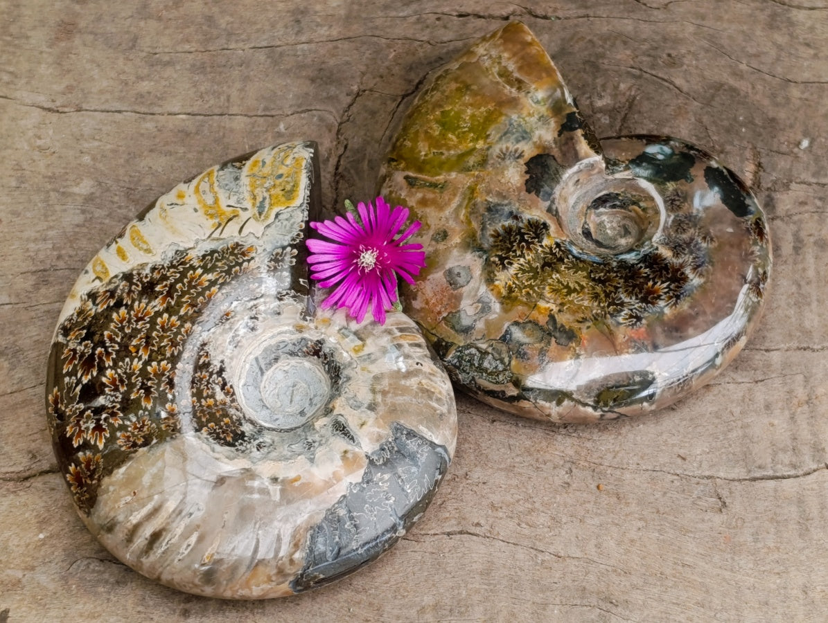 Polished Cleoniceras Red Ammolite Opalized Ammonite Fossils x 2 From Tulear, Madagascar