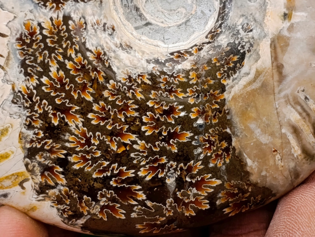 Polished Cleoniceras Red Ammolite Opalized Ammonite Fossils x 2 From Tulear, Madagascar