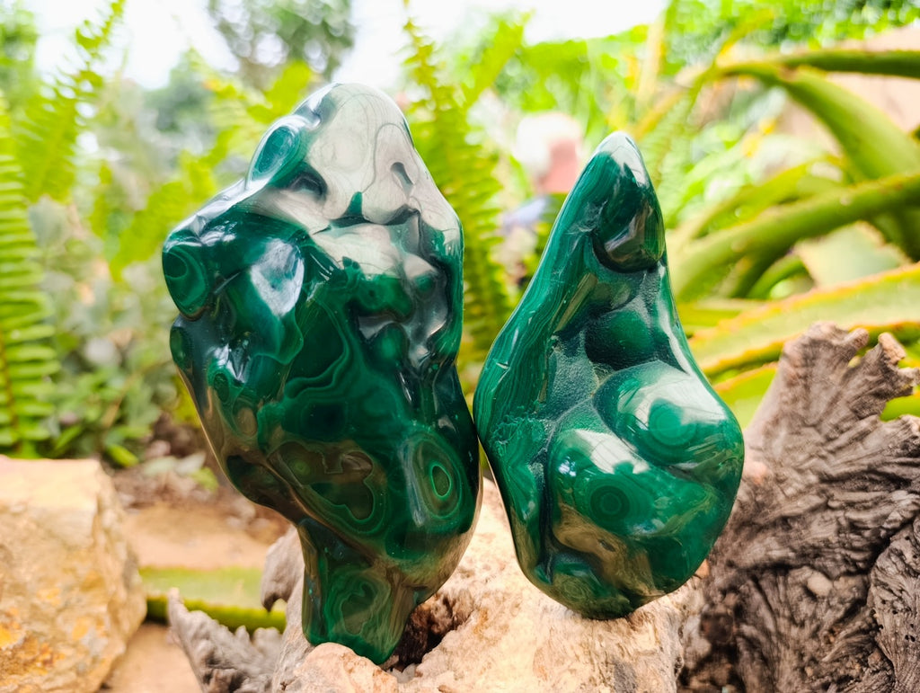Polished Flower Banded Malachite Free Forms x 3 From Congo - Toprock Gemstones and Minerals 