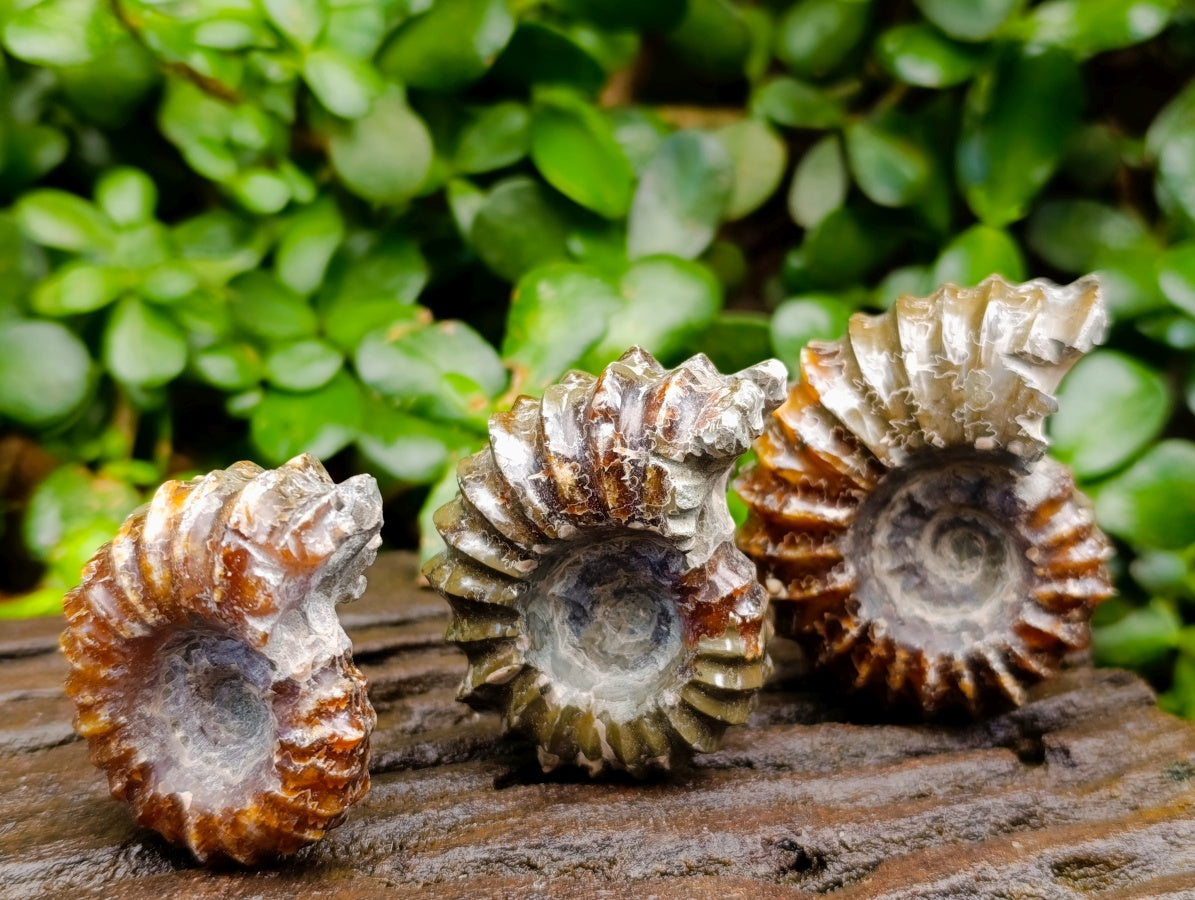 Polished Douvilleiceras Ammonite Fossils x 6 From Maintirano, Madagascar