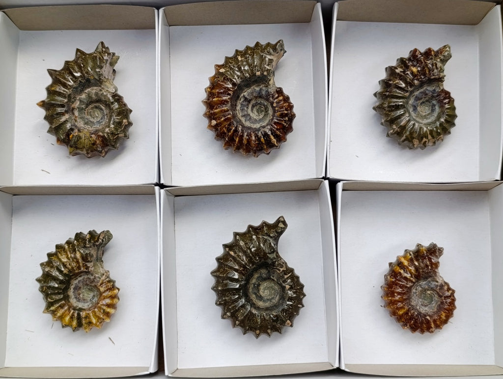 Polished Douvilleiceras Ammonite Fossils x 6 From Maintirano, Madagascar