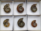 Polished Douvilleiceras Ammonite Fossils x 6 From Maintirano, Madagascar