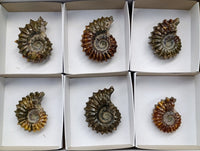 Polished Douvilleiceras Ammonite Fossils x 6 From Maintirano, Madagascar