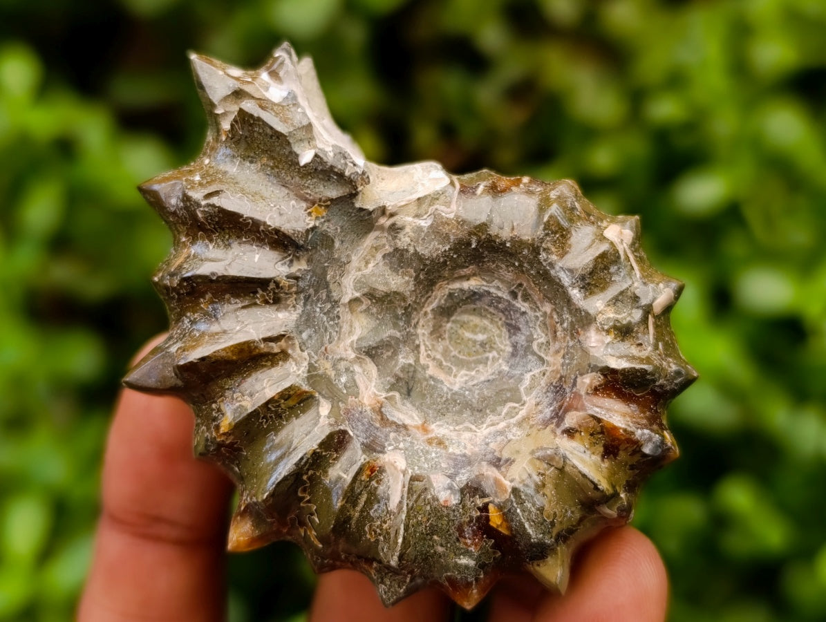 Polished Douvilleiceras Ammonite Fossils x 6 From Maintirano, Madagascar