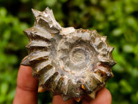 Polished Douvilleiceras Ammonite Fossils x 6 From Maintirano, Madagascar