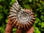 Polished Douvilleiceras Ammonite Fossils x 6 From Maintirano, Madagascar