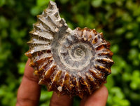 Polished Douvilleiceras Ammonite Fossils x 6 From Maintirano, Madagascar