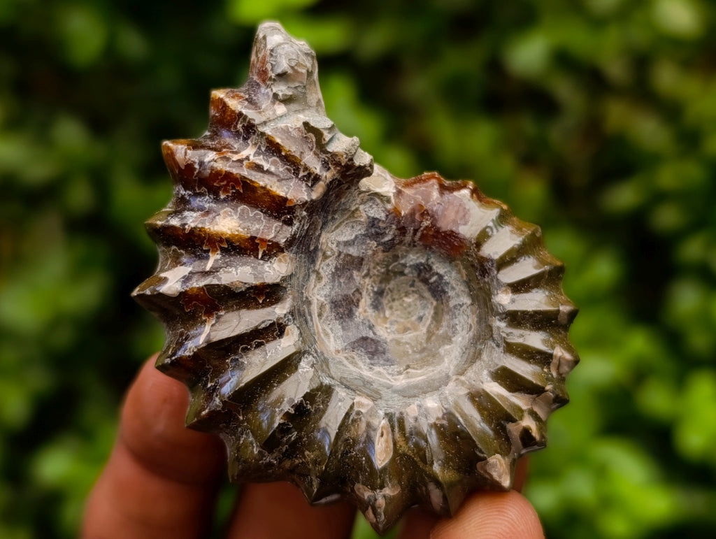 Polished Douvilleiceras Ammonite Fossils x 6 From Maintirano, Madagascar