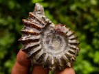 Polished Douvilleiceras Ammonite Fossils x 6 From Maintirano, Madagascar
