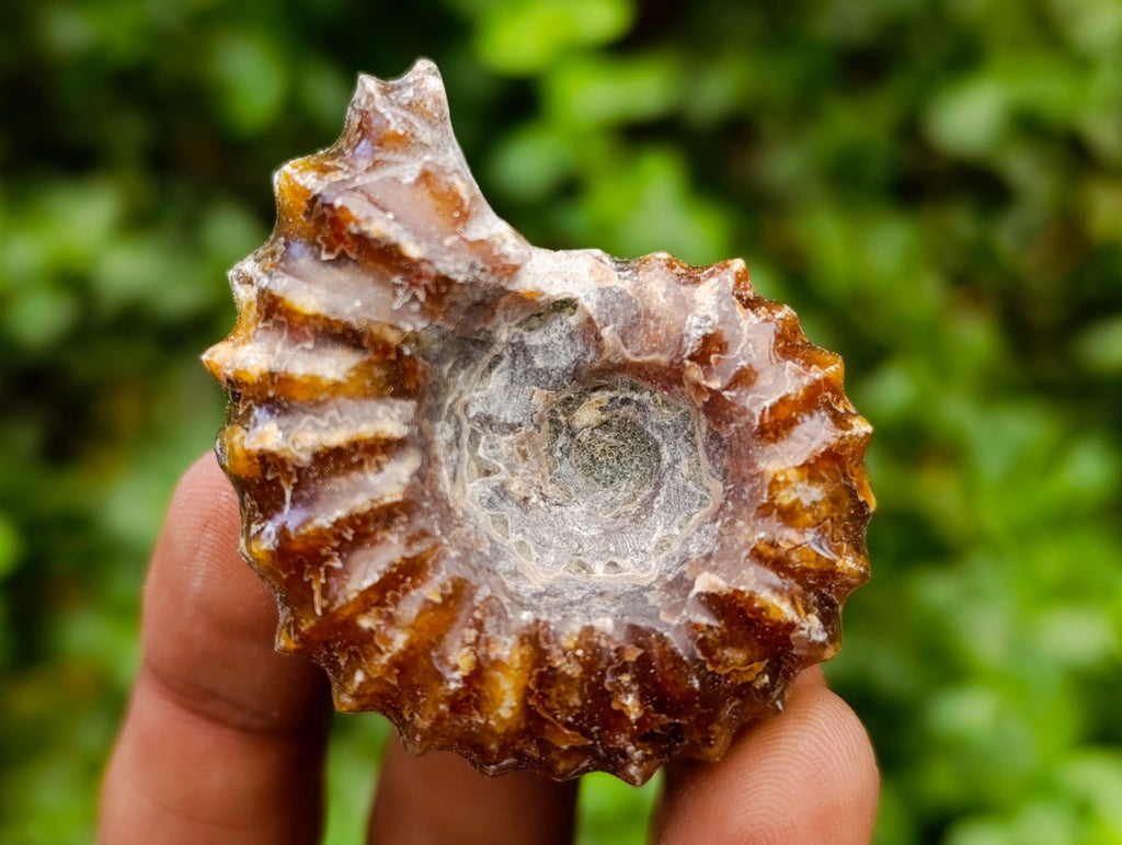Polished Douvilleiceras Ammonite Fossils x 6 From Maintirano, Madagascar