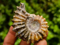 Polished Douvilleiceras Ammonite Fossils x 6 From Maintirano, Madagascar