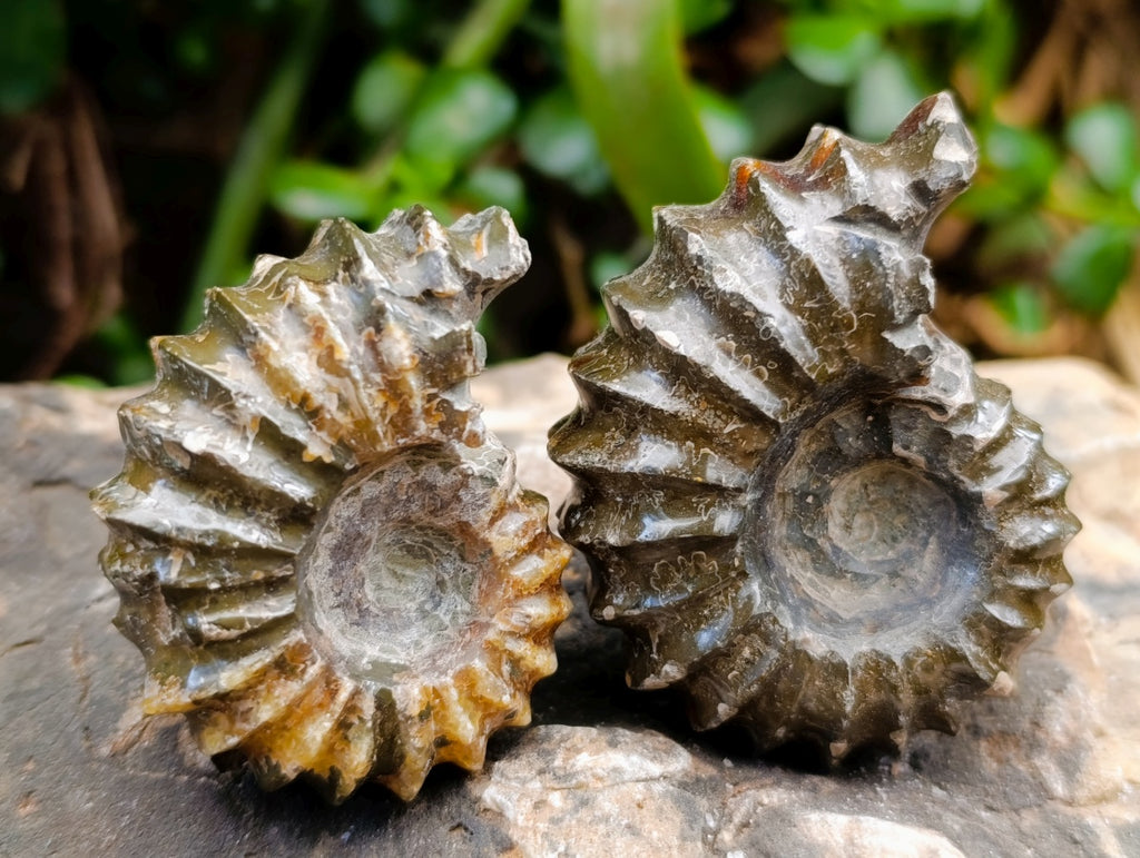 Polished Douvilleiceras Ammonite Fossils x 6 From Maintirano, Madagascar