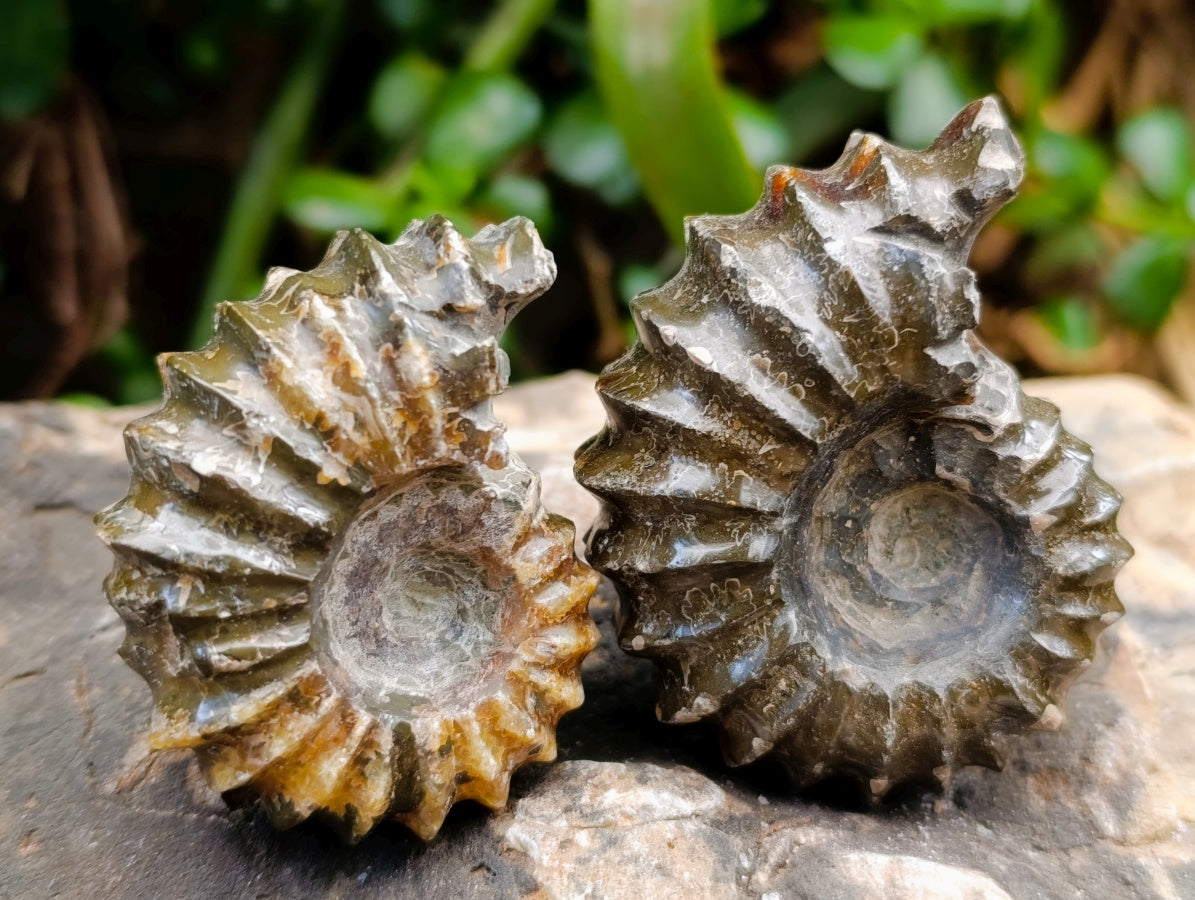 Polished Douvilleiceras Ammonite Fossils x 6 From Maintirano, Madagascar