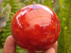 Polished Carnelian Agate Gemstone Spheres x 6 From Madagascar