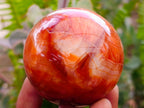 Polished Carnelian Agate Gemstone Spheres x 6 From Madagascar