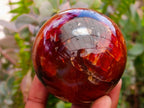Polished Carnelian Agate Gemstone Spheres x 6 From Madagascar