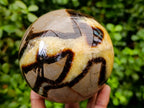 Polished Large Septerye Sphere x 1 From Mahajanga, Madagascar