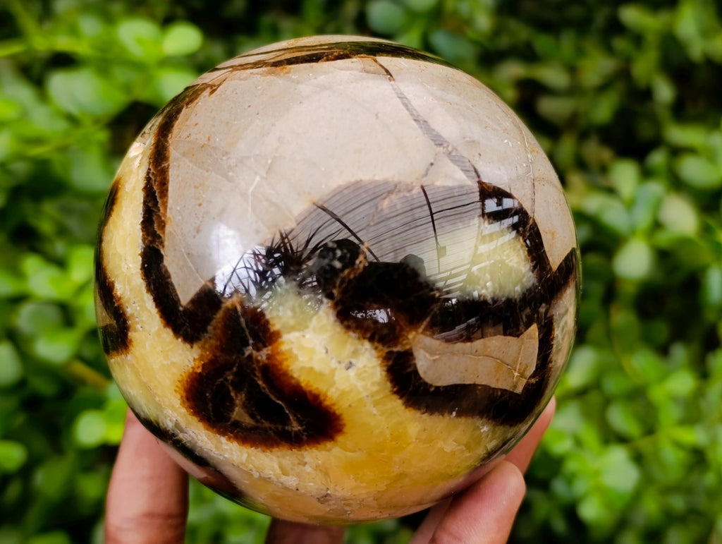 Polished Large Septerye Sphere x 1 From Mahajanga, Madagascar