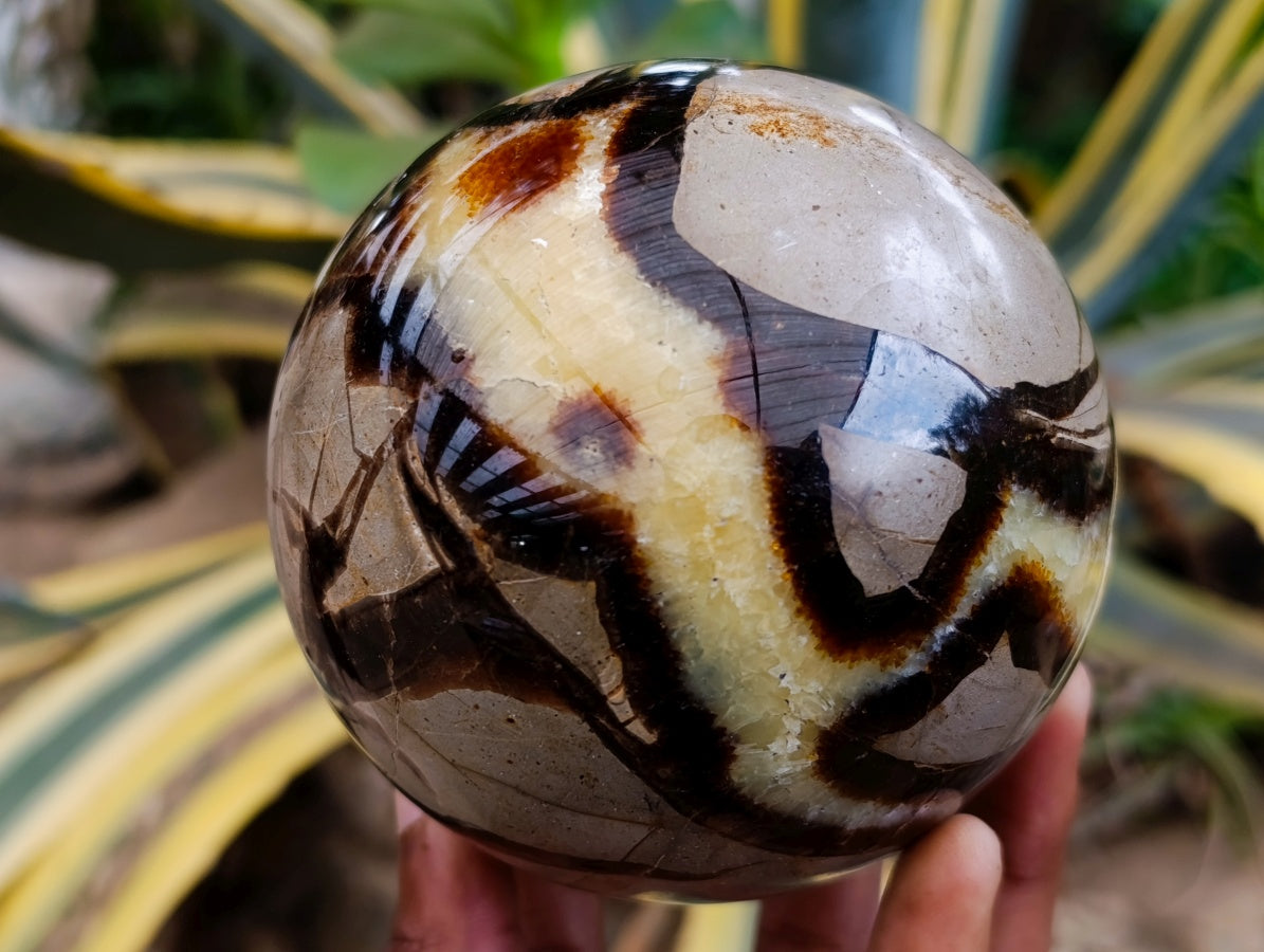 Polished Large Septerye Sphere x 1 From Mahajanga, Madagascar