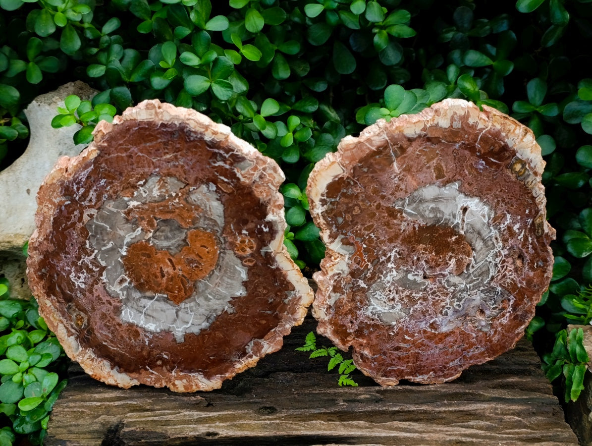 Polished Red Podocarpus Petrified Wood Slices x 2 From Mahajanga, Madagascar