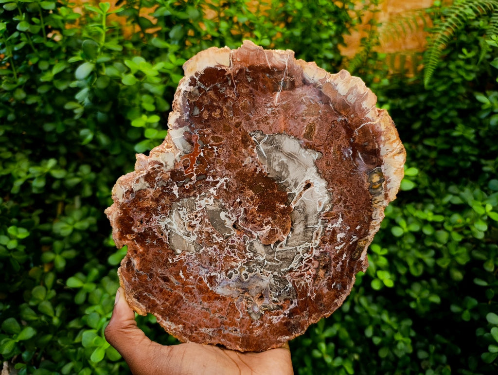 Polished Red Podocarpus Petrified Wood Slices x 2 From Mahajanga, Madagascar