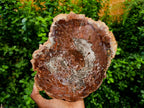 Polished Red Podocarpus Petrified Wood Slices x 2 From Mahajanga, Madagascar