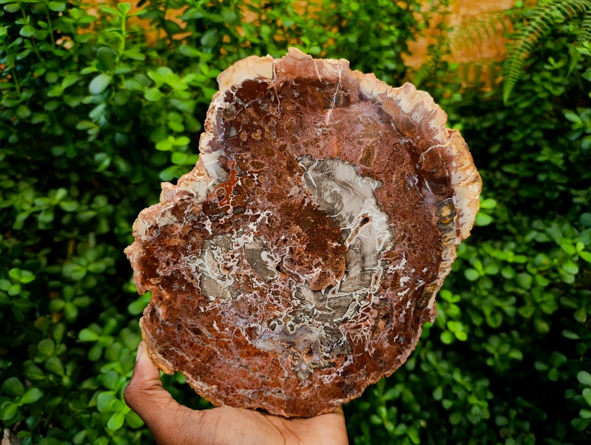 Polished Red Podocarpus Petrified Wood Slices x 2 From Mahajanga, Madagascar