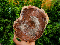 Polished Red Podocarpus Petrified Wood Slices x 2 From Mahajanga, Madagascar
