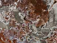 Polished Red Podocarpus Petrified Wood Slices x 2 From Mahajanga, Madagascar