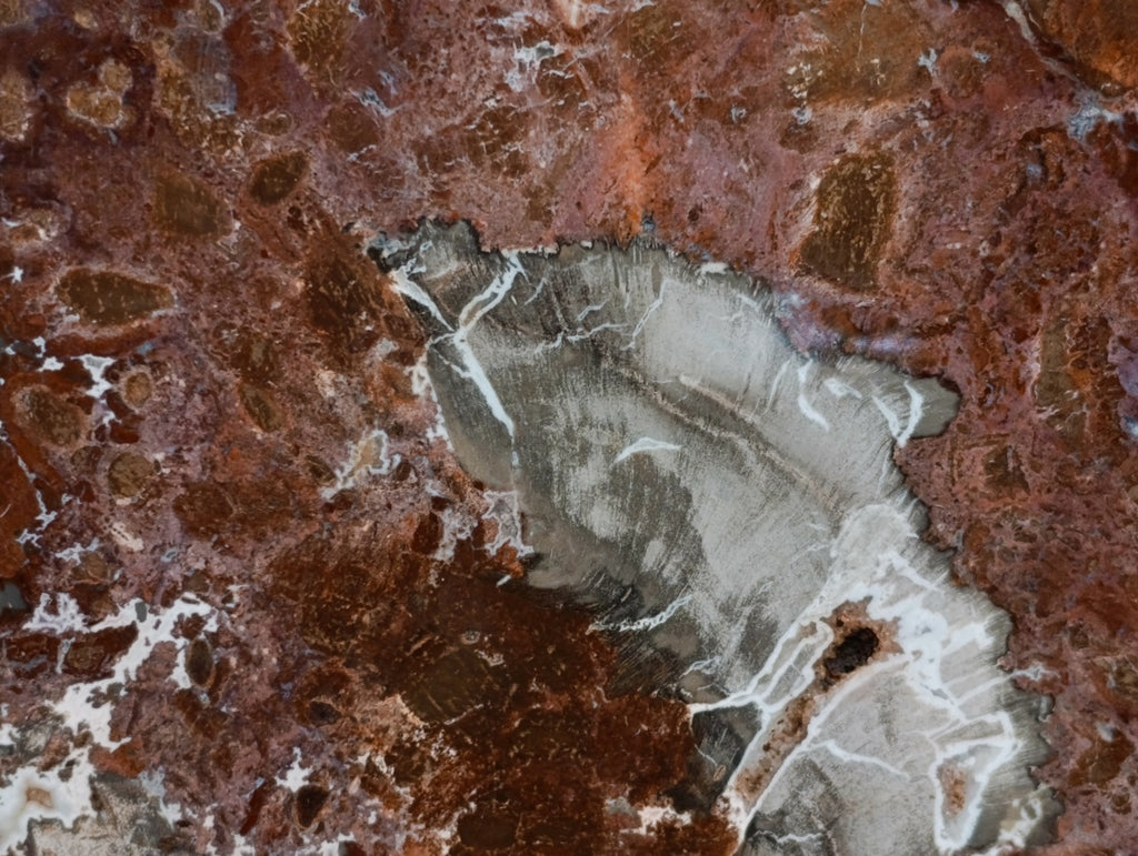 Polished Red Podocarpus Petrified Wood Slices x 2 From Mahajanga, Madagascar