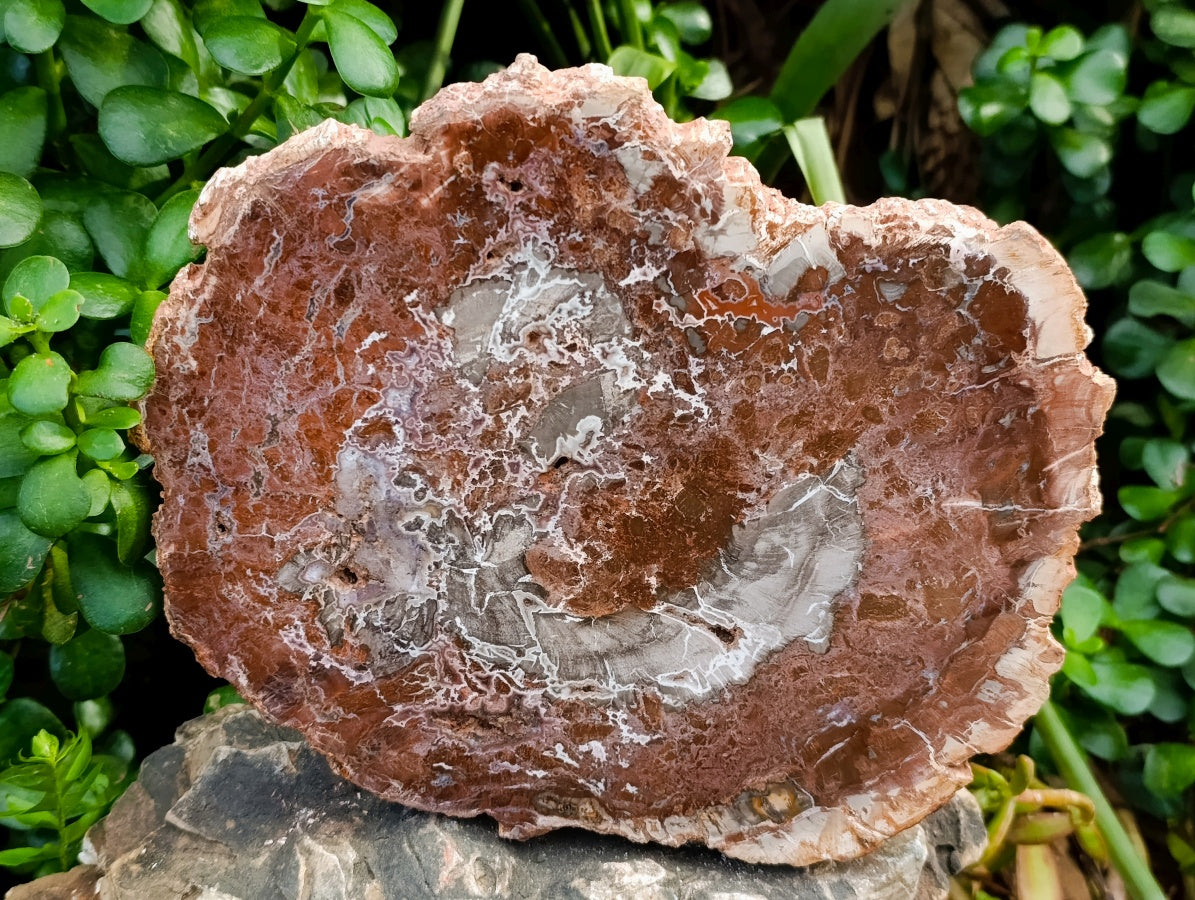 Polished Red Podocarpus Petrified Wood Slices x 2 From Mahajanga, Madagascar