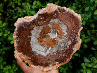 Polished Red Podocarpus Petrified Wood Slices x 2 From Mahajanga, Madagascar