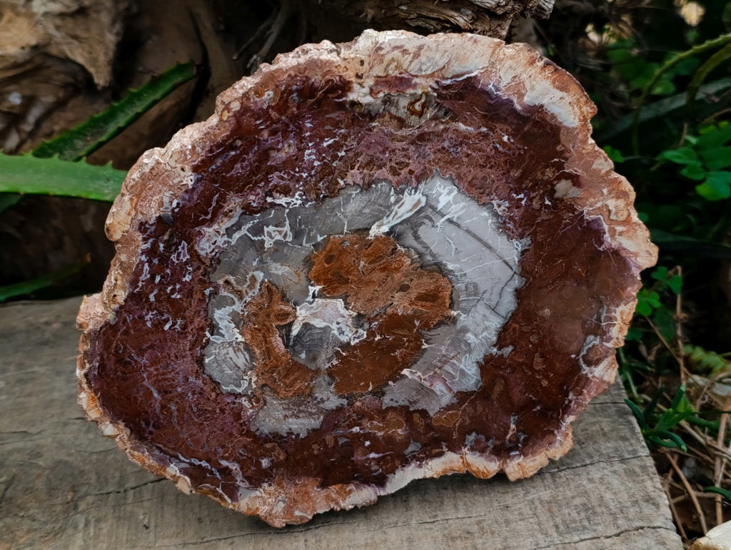 Polished Red Podocarpus Petrified Wood Slices x 2 From Mahajanga, Madagascar
