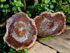 Polished Red Podocarpus Petrified Wood Slices x 2 From Mahajanga, Madagascar