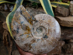 Polished Cleoniceras Opalized Ammonite Fossils with Ammolite x 1 From Tulear, Madagascar