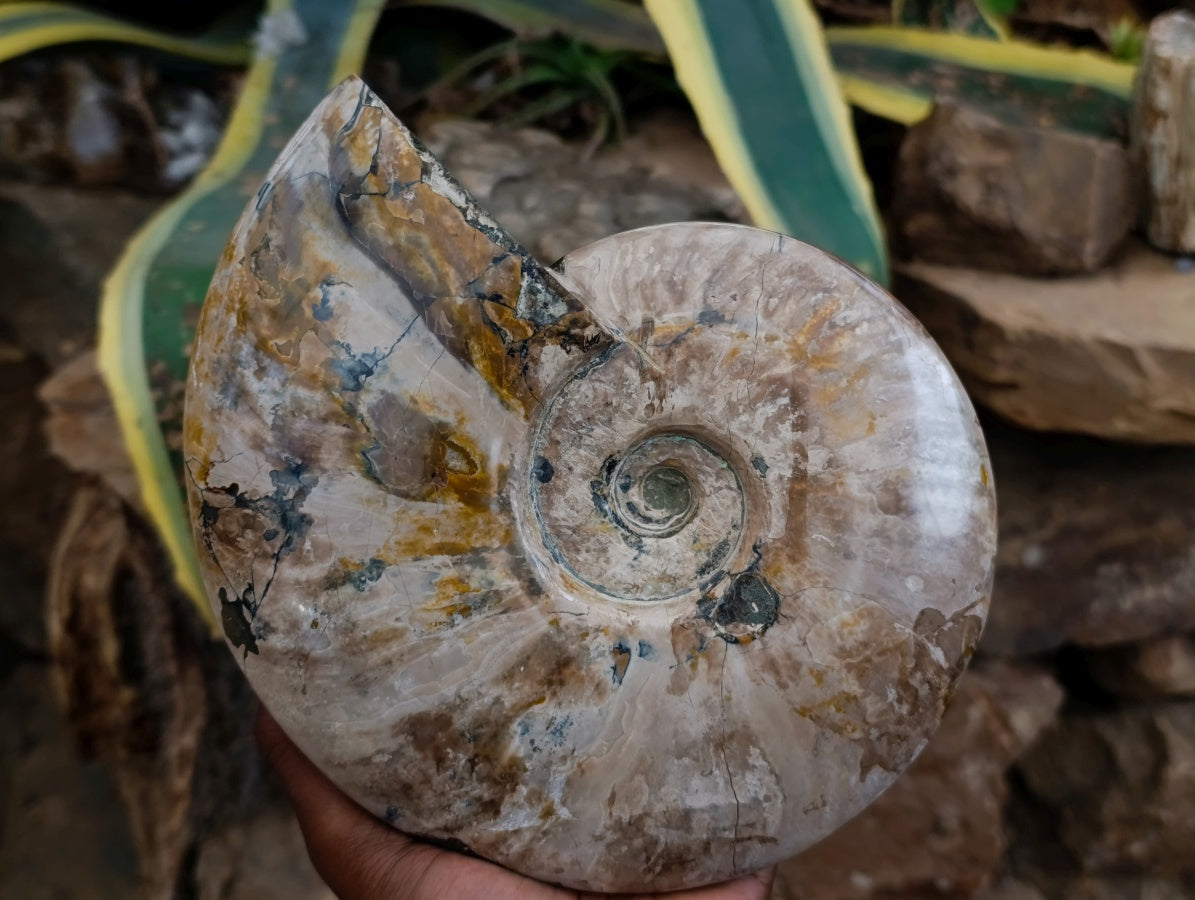 Polished Cleoniceras Opalized Ammonite Fossils with Ammolite x 1 From Tulear, Madagascar
