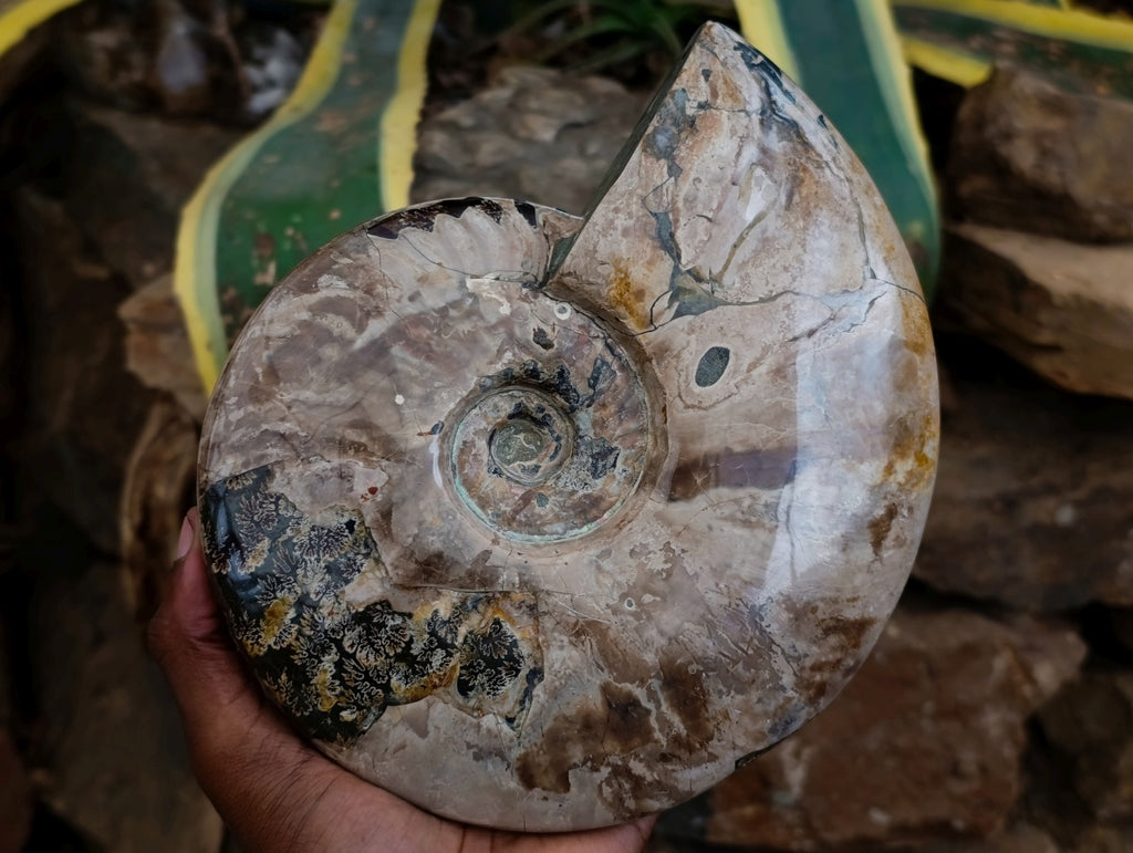 Polished Cleoniceras Opalized Ammonite Fossils with Ammolite x 1 From Tulear, Madagascar