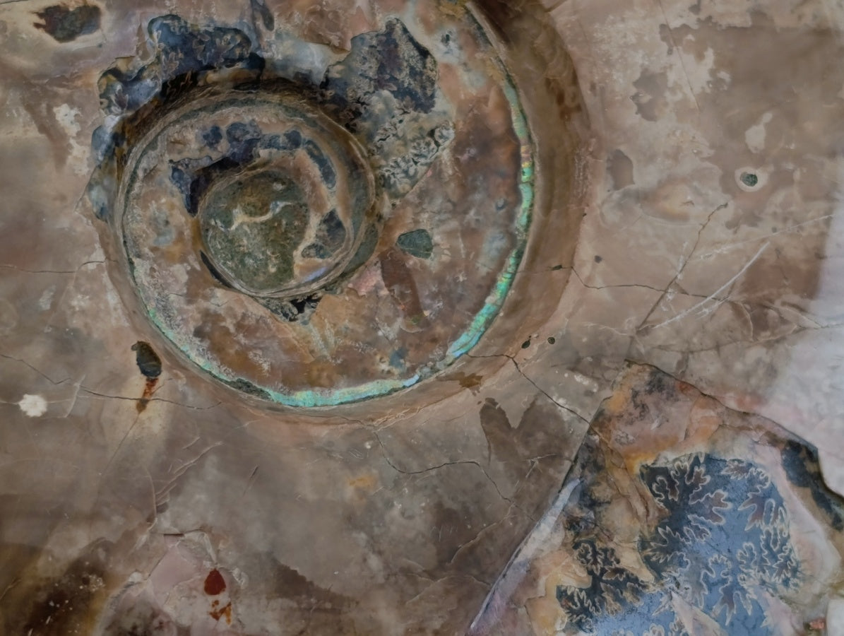 Polished Cleoniceras Opalized Ammonite Fossils with Ammolite x 1 From Tulear, Madagascar