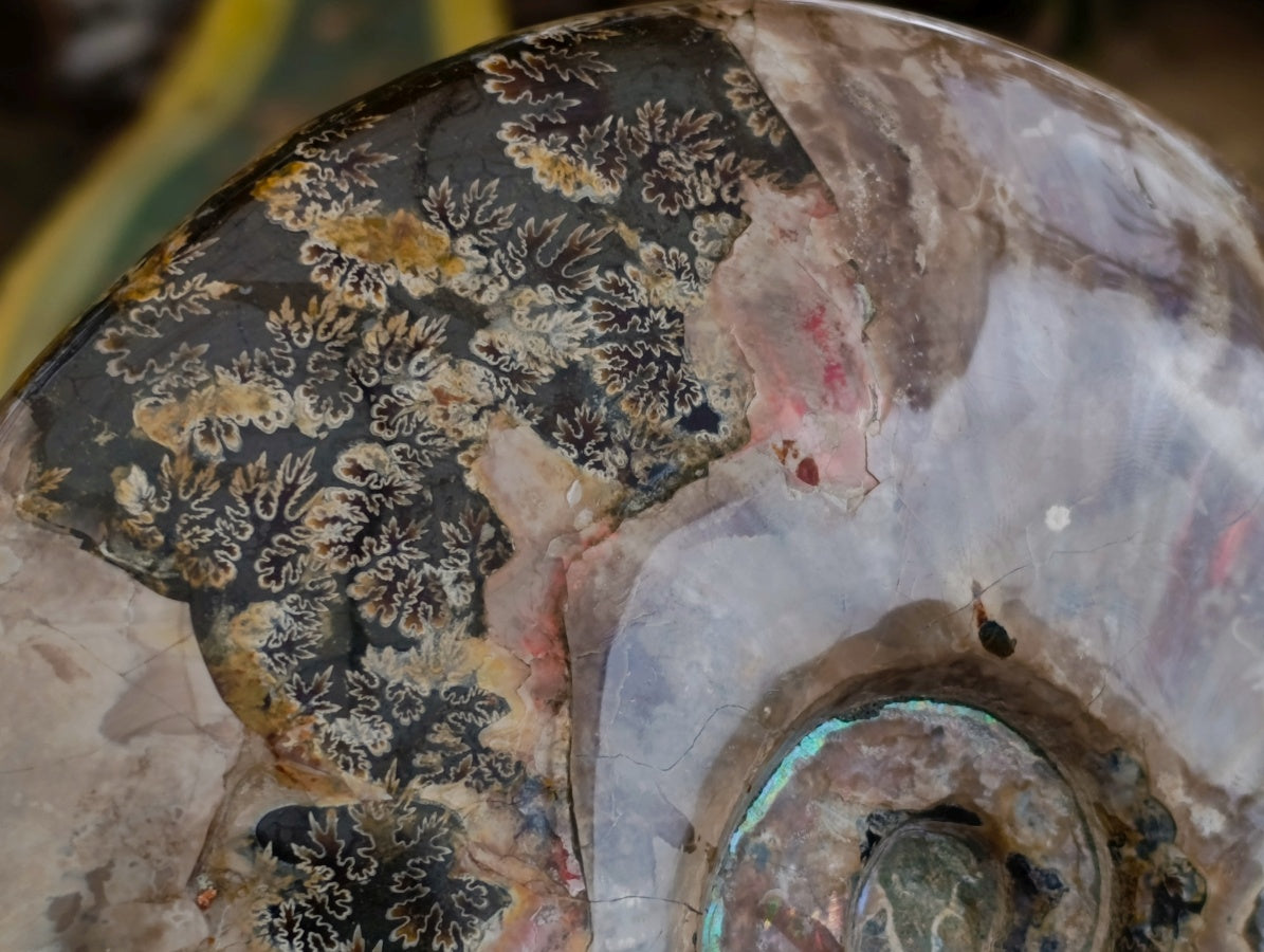 Polished Cleoniceras Opalized Ammonite Fossils with Ammolite x 1 From Tulear, Madagascar