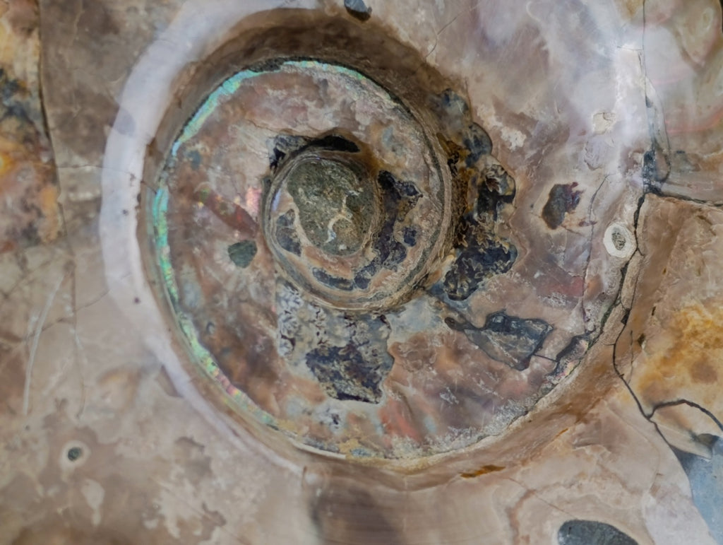 Polished Cleoniceras Opalized Ammonite Fossils with Ammolite x 1 From Tulear, Madagascar