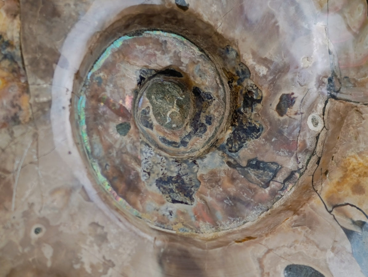 Polished Cleoniceras Opalized Ammonite Fossils with Ammolite x 1 From Tulear, Madagascar