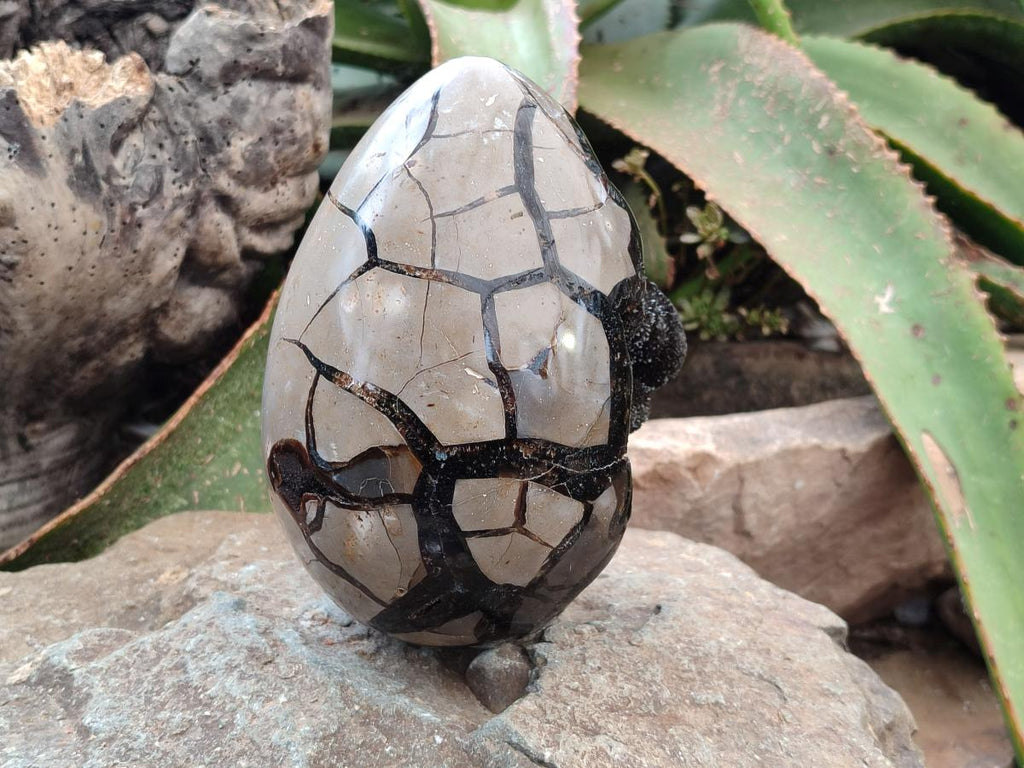 Polished Septerye Sauvage "Dragons Egg" Geode x 1 From Mahajanga, Madagascar