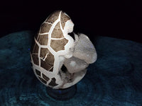 Polished Septerye Sauvage "Dragons Egg" Geode x 1 From Mahajanga, Madagascar