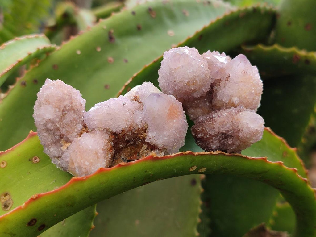 Natural Limonite Fairy Spirit Quartz and Ametrine Crystals and Clusters x 20 From Boekenhouthoek, South Africa